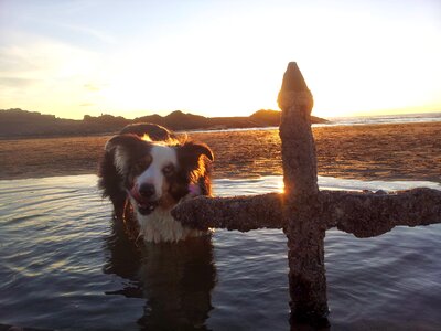 Rock pool blue merle collie photo