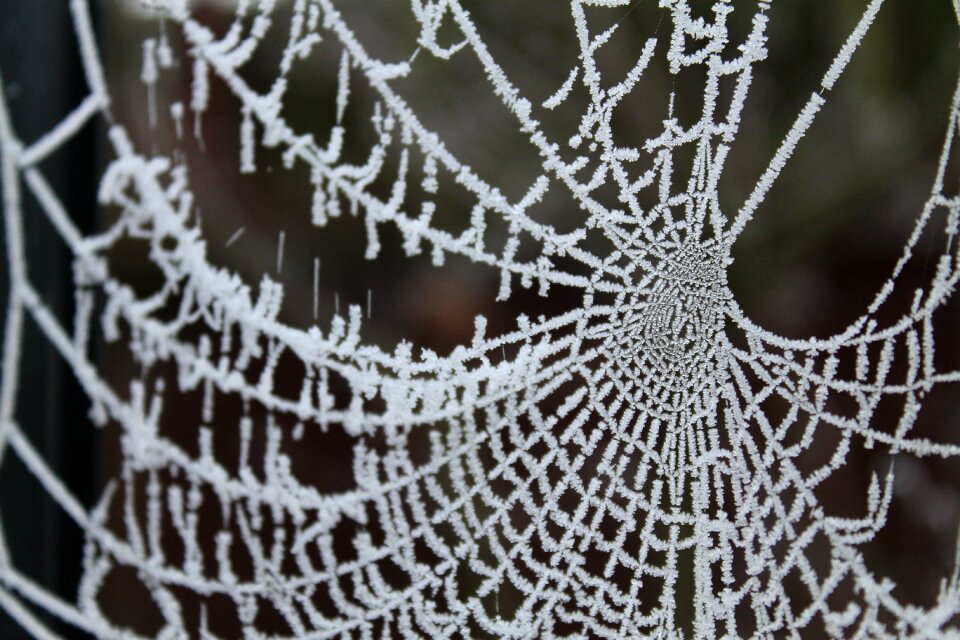 Frost frozen nature