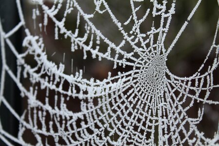 Frost frozen nature