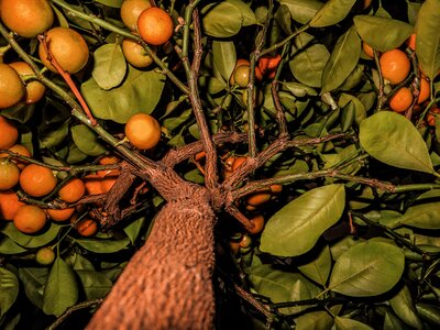 Tree citrus fruits orange