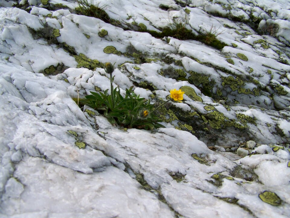 Alpine white rock lichen alpine flowers