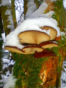Mushrooms on tree tree tribe