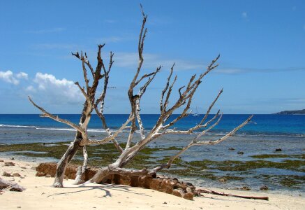 Wood sea seychelles photo