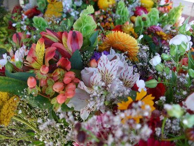 Farmers market carnations