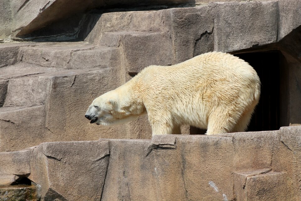 Mammal arctic animal
