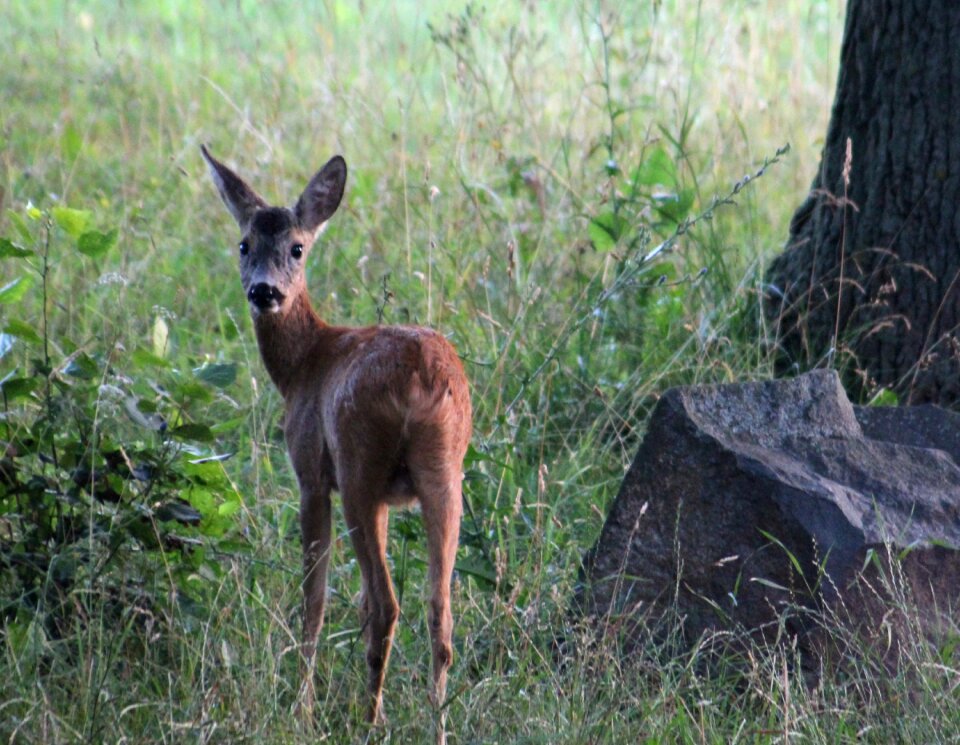 Scheu young animals curious