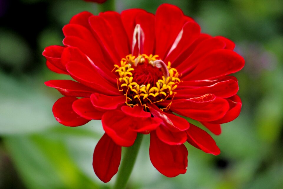 Nature blossom bloom