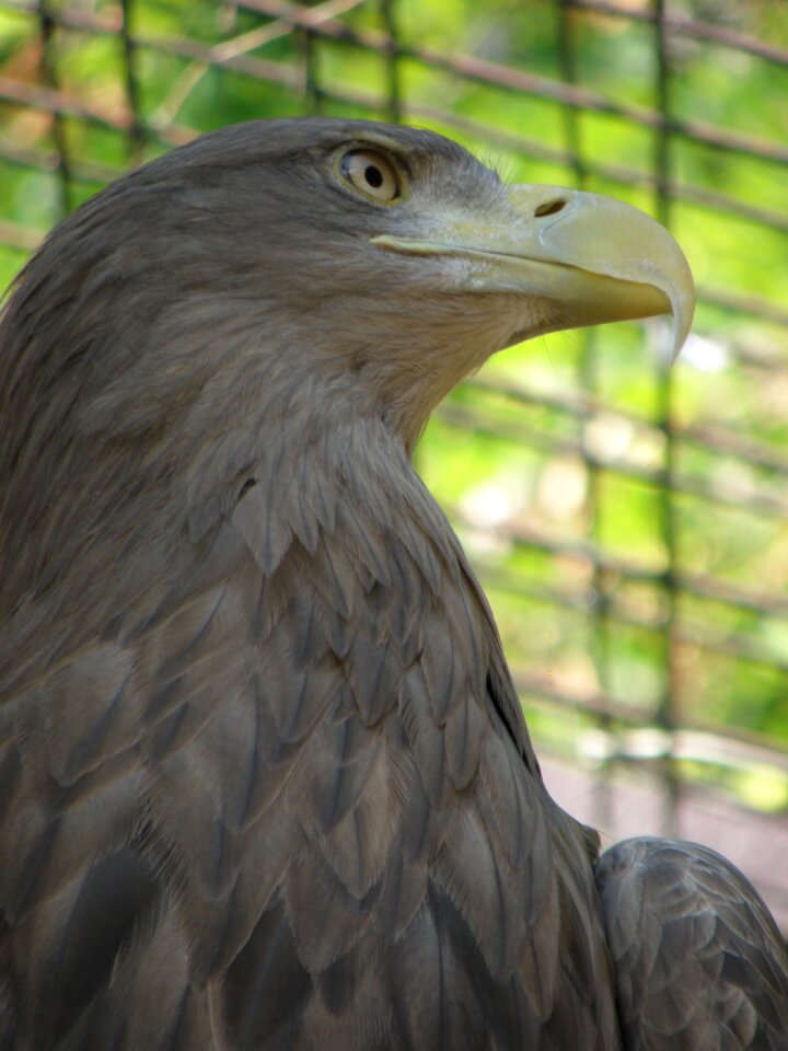 Head beak detail