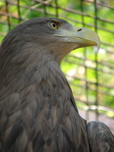 Head beak detail photo