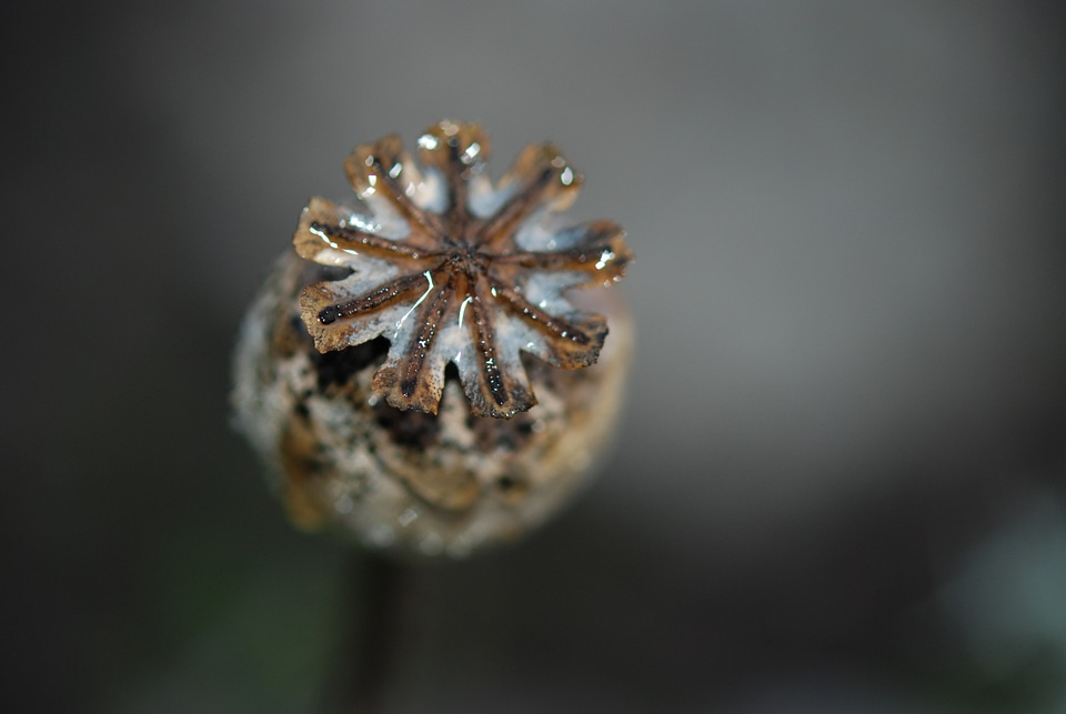 Flower nature macro