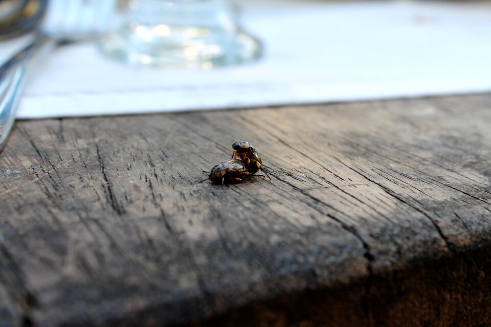 Reproduction procreation mating
