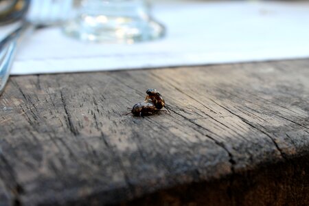 Reproduction procreation mating