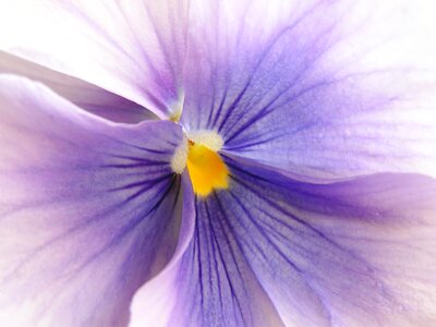 Flower violet macro