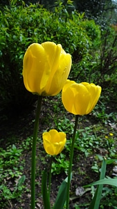 Flowers tulips garden photo