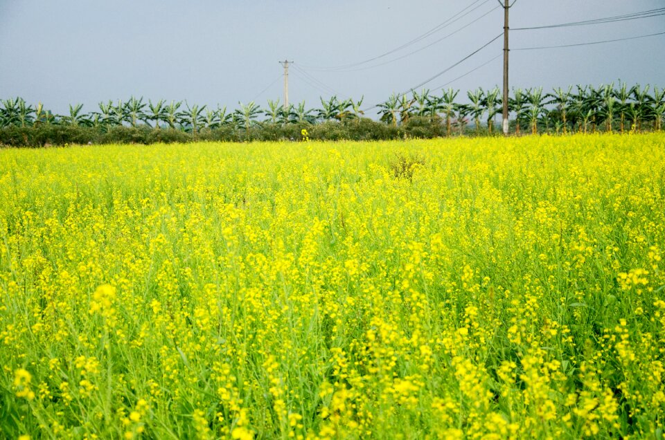 Flower reform gold