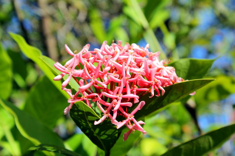 Flowers garden fragile
