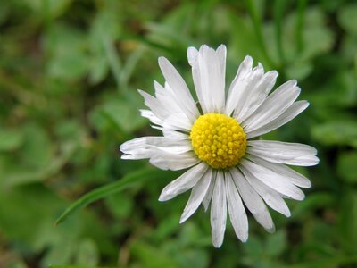 Daisy bellis perennis flower photo
