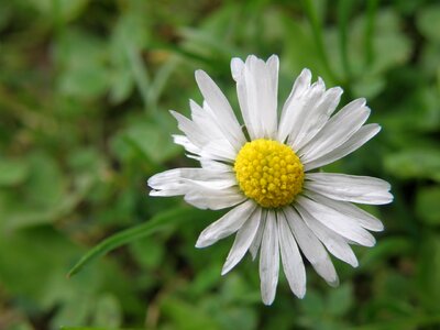 Daisy bellis perennis flower
