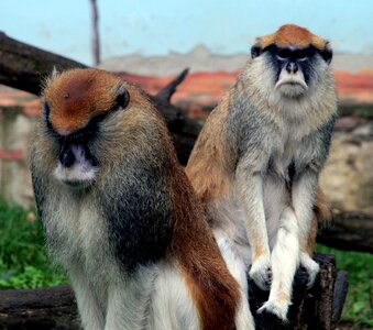 Monkey rough views