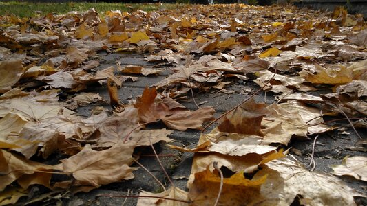 Maple autumn fallen
