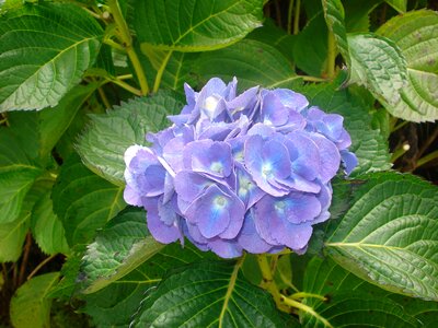 Blue nature plant photo