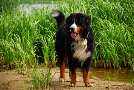 Dog animal breed