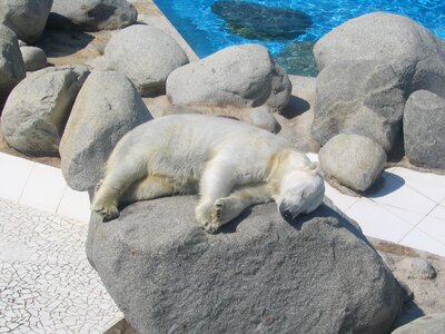 Sun sleep tan
