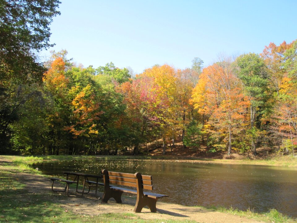 Forest nature season photo