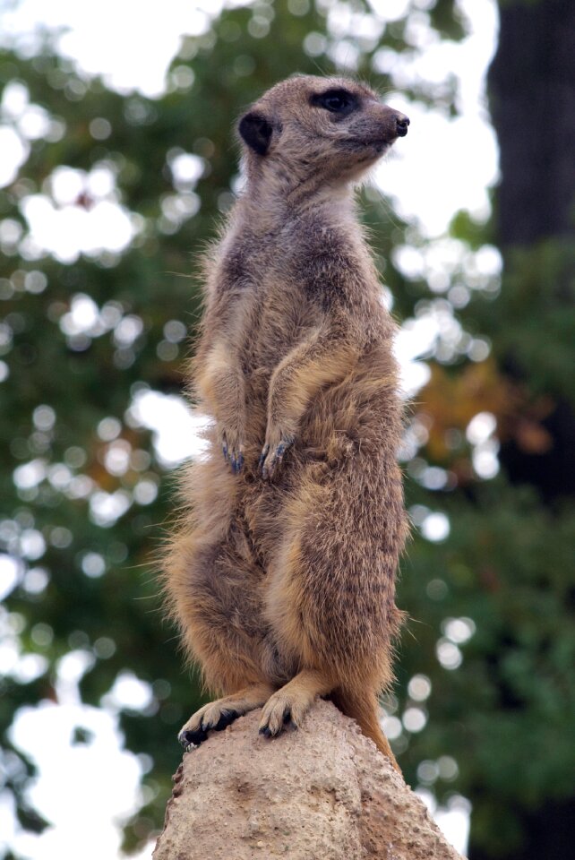 Rodent animal wildlife