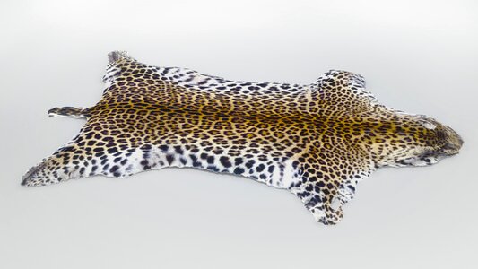 Wildcat big cat predators