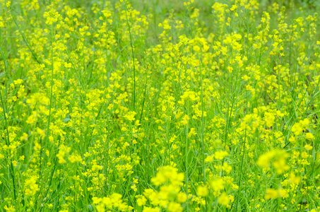 Flower withdrawal green