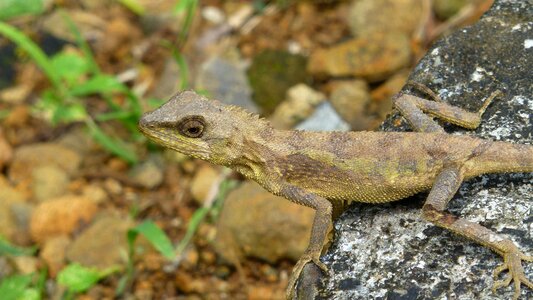 Lizard reptile taiwan
