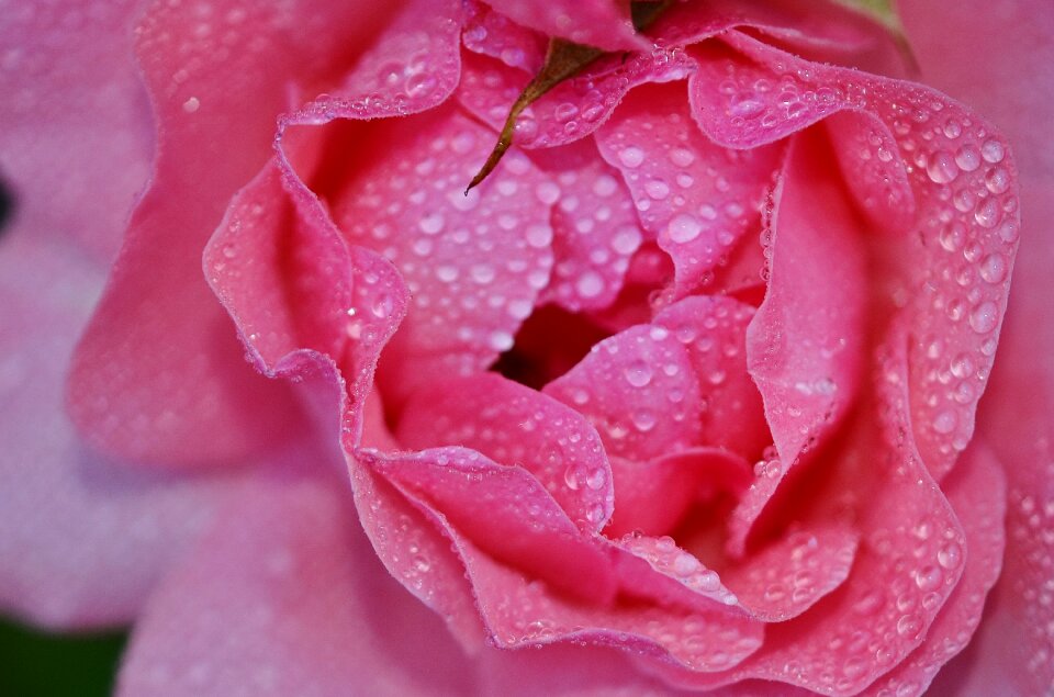 Floral nature blossom photo