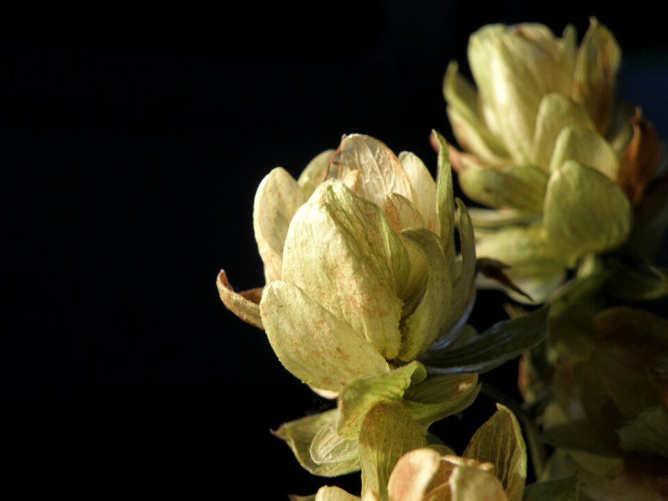 Fruits cones humulus