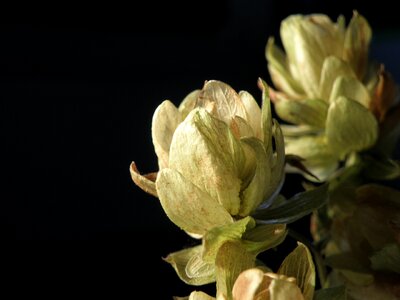 Fruits cones humulus