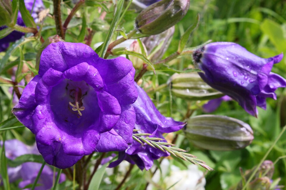 Wildflower botany close-up