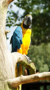 Colorful yellow macaw kurpfalz-park photo