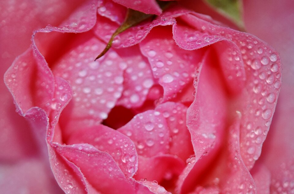 Floral nature blossom photo