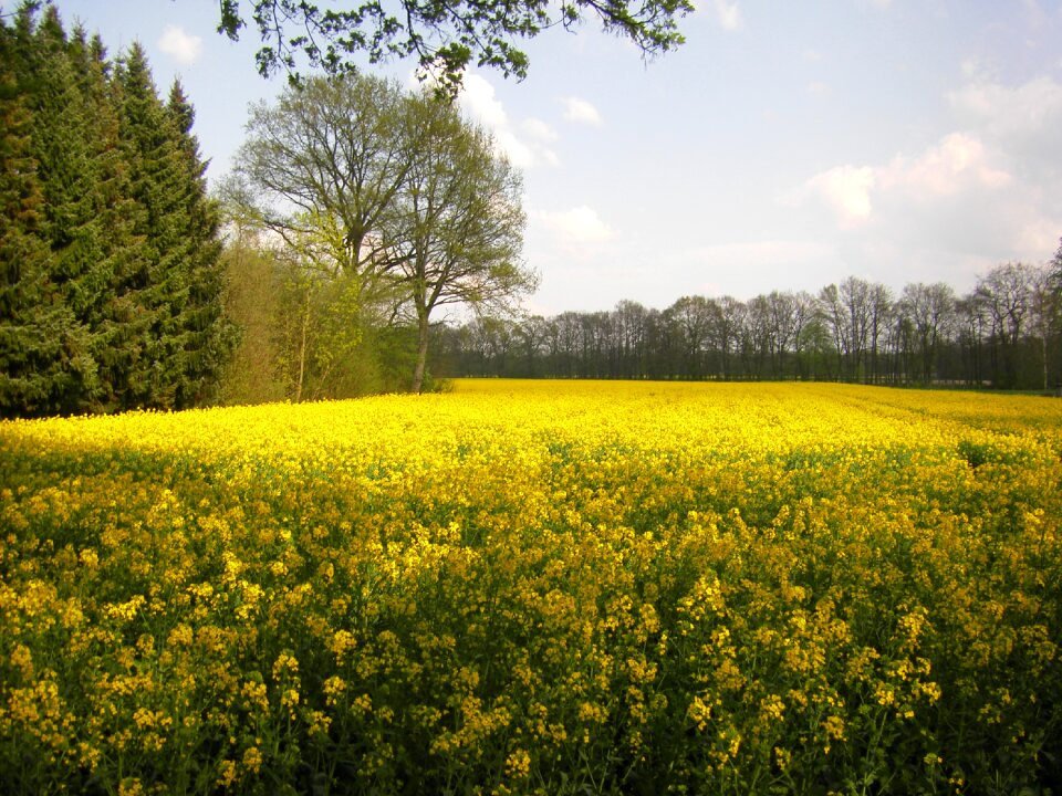 Field of rapeseeds blossom bloom