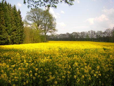 Field of rapeseeds blossom bloom