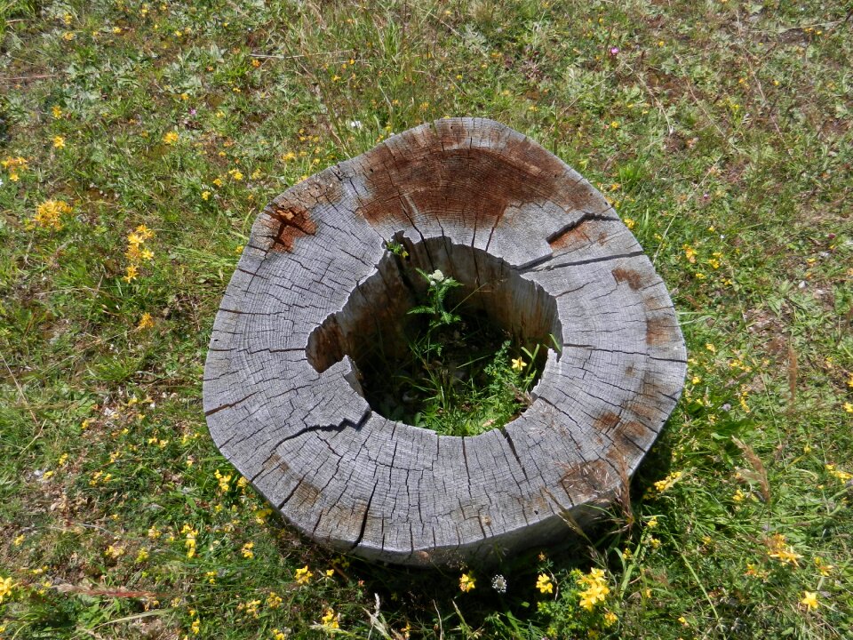 Rhodope mountains flowers log