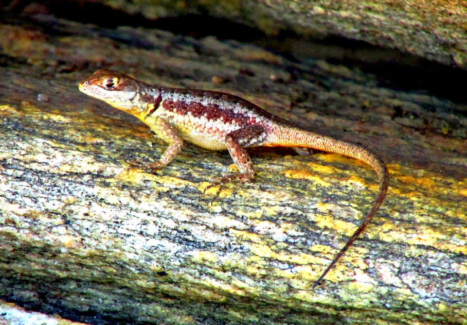 Lizard animal nature