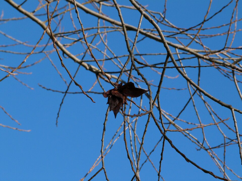Blue sky butterfly