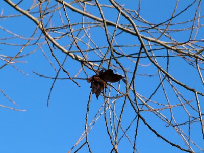 Blue sky butterfly