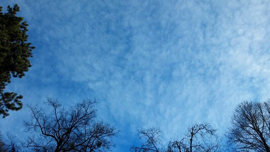 Blue background trees