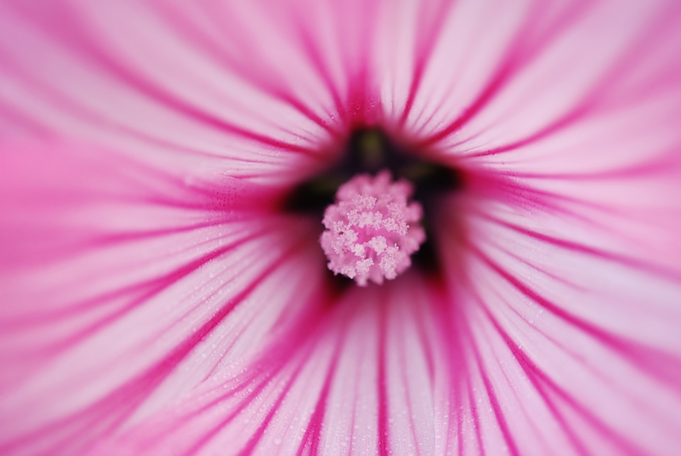 Macro floral blossom