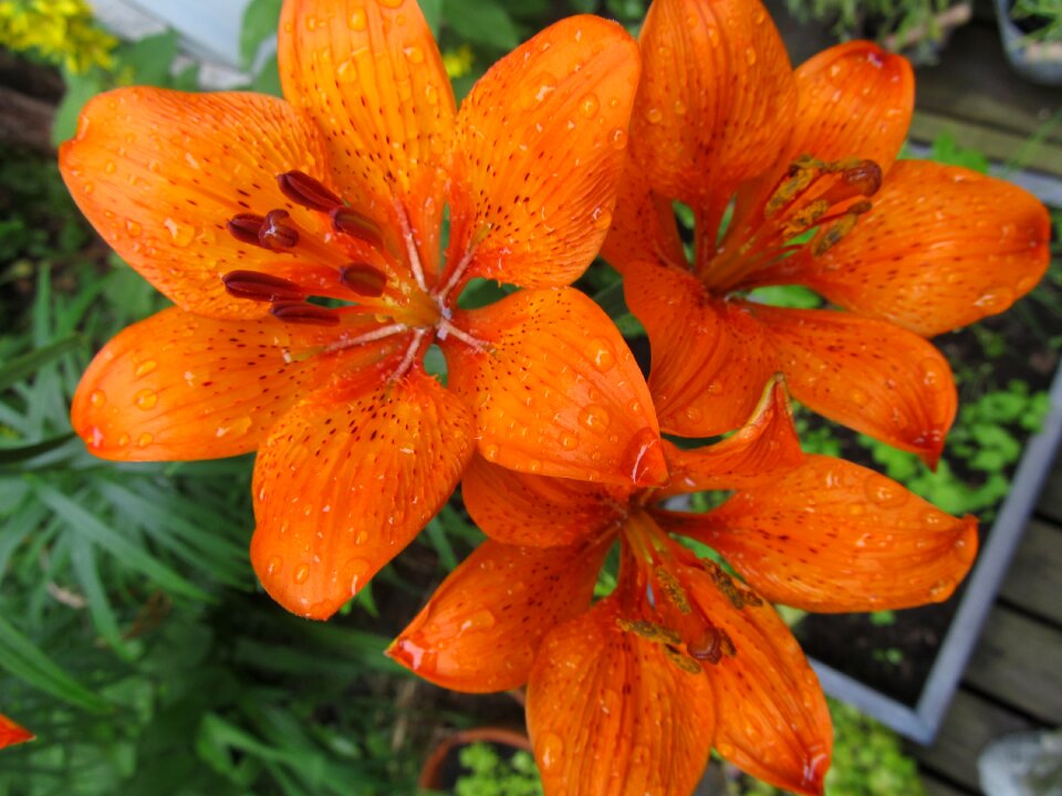 Garden flower day lily summer flower