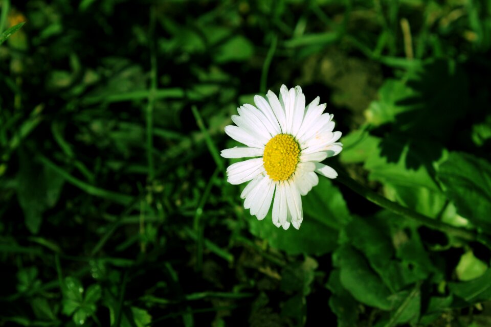 Flower spring