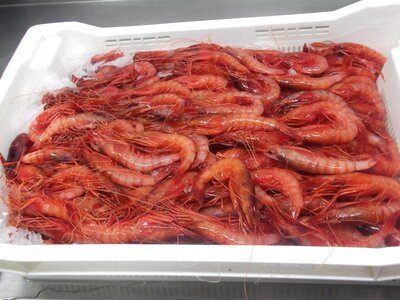 Fresh seafood kitchen
