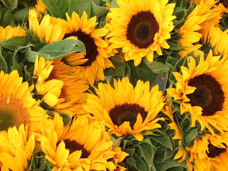 Summer yellow floral